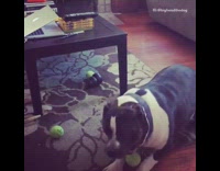 Black and white dog misses green tennis ball badly