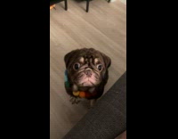 Pug dog licks nose rainbow balls collar