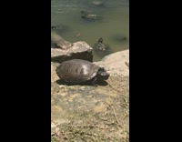 Turtle falls into water 