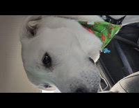 Dog rides car put out head window