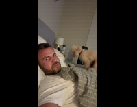 Collab PubityPets - Poodle Pup Scratches Bed Instinctively for Comfort