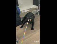 Black cat plays tug 