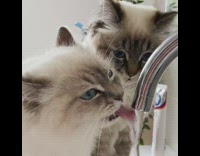 2 fluffy cat drink sink water 