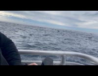 Pod of dolphins swims together during tour