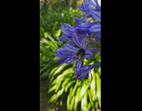 Bumblebee sleeps and rests inside the violet flower