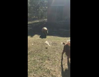Guy in blue hat and yellow sunglasses stands goats pigs come for an apple 