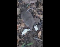 Collab DailyDoseOfInternet - Small mouse on the ground squeaks