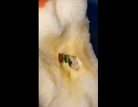 Seed inside an eaten apple grown with a stem in the middle