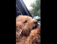 Brown dog feel wind at car window