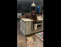 Collab BitchMP - Two big dogs in kitchen one on counter