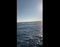 Dolphins stampede with the pod of dolphins