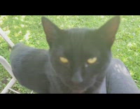 Black cat jumps white swing bench treat