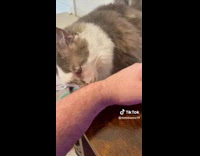 Cat Licks and Pats Man for Head Pats