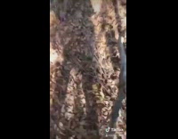 Girl pokes armadillo with branch screams