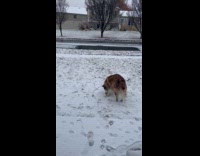 Husky plays and rolls over the snow