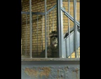 Racoon stares and sits on the stairs of apartment 