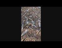 Baby chipmunk squirrel wood chip ground 