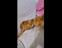 Dog and cat play biting on couch