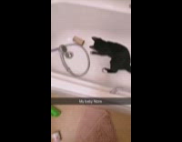 Cat plays tissue roll board in bathtub