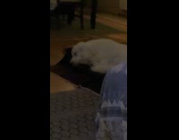 White pet dog whines in its sleep