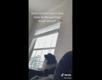 Collab BitchIG2 - Dog howls to sound of passing car siren on street