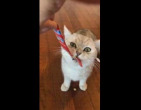 Grey white kitten eats red tube treat