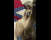 Brown Cat with Light Blue Eyes Hits Camera