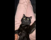 Person rub belly of black cat on lap