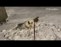 Small brown white dog rolls in snow 