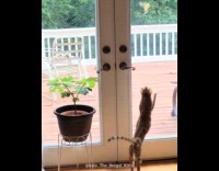 Kitten tries to reach for butterfly
