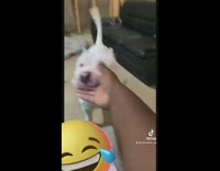 White dog stares at owner after he says ow