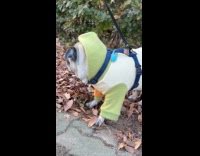 Dog green jacket digs the dried leaves