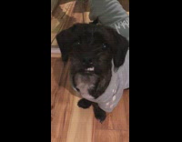 Collab Kale Salad IG -  Dog with underbite stares at camera