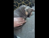 Sphinx Cat Lays on Couch on its Back