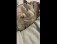 Grey kitten rests face on body 