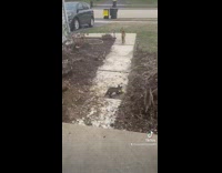 Baby foxes ruining front yard dirt 