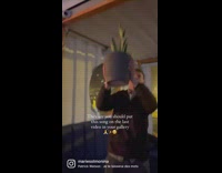 Guy dances with potted plant