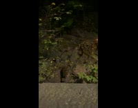 Collab WINY - Group of raccoons crawl on rocks night