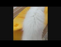 Two white grey cats play banana toy 