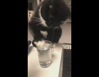 Black cat knocks over full water cup