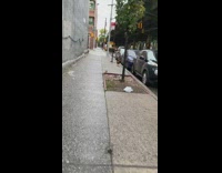 Chicken walks near blue cars 