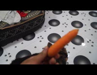 German Shepherd puppy eat carrot on floor