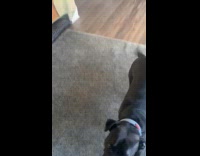 Dog whines at owner for outside walk