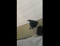 Dog asking to be let out of tent 