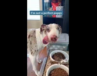 Collab BitchMP - Rescue dog eating and drinking jaw and tongue issues