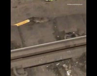 two rats fighting for long bread stick