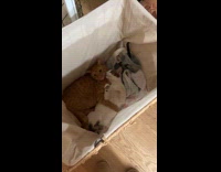 Woman caught cats playing in laundry hamper