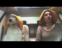 White Dog and Female Owner In Car Wear Yellow Rain Hats in Car