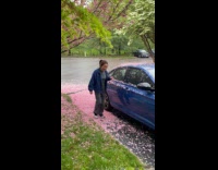 Cherry blossom tree sheds pink leaves on car