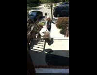 woman holding dog falls faceplant